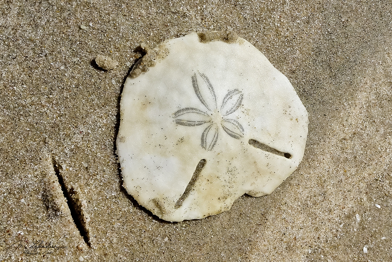 Pansy Shell Found To Live 2 Travel By Myriam Leforestier
